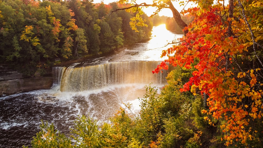 water falls in the middle of trees