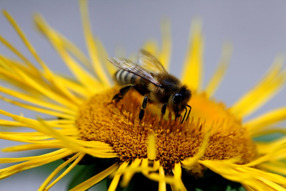 black and yellow bee on yellow flower