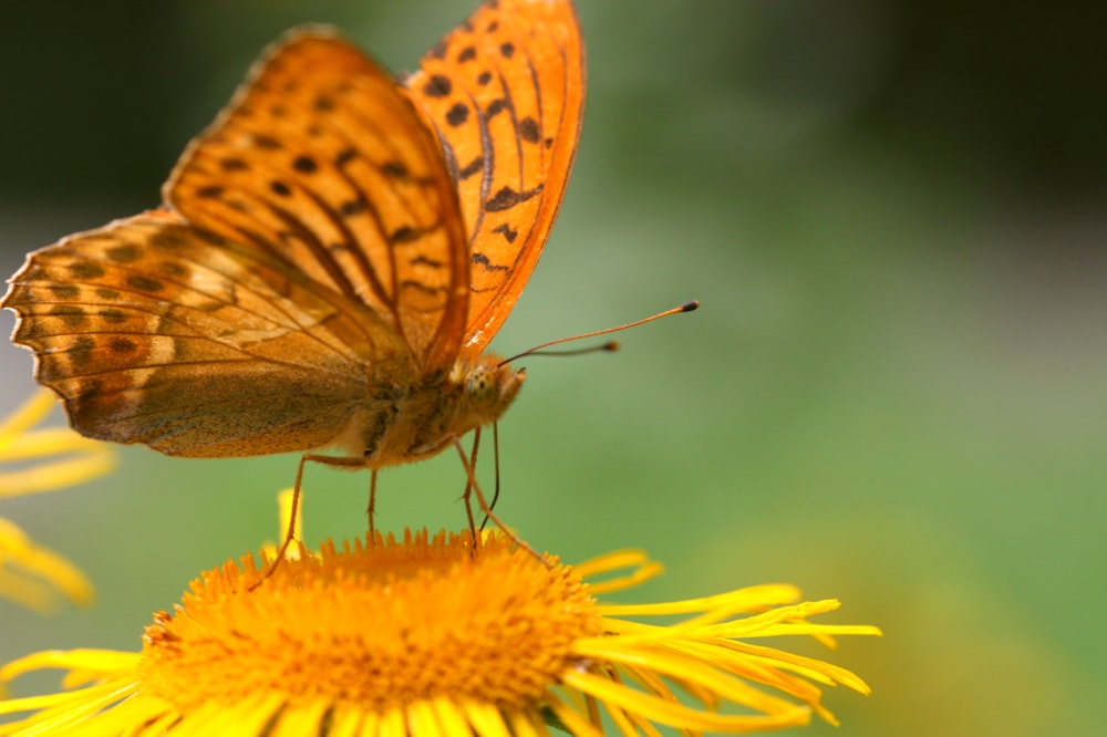 brown butterfly perched on yellow flower in close up photography during daytime