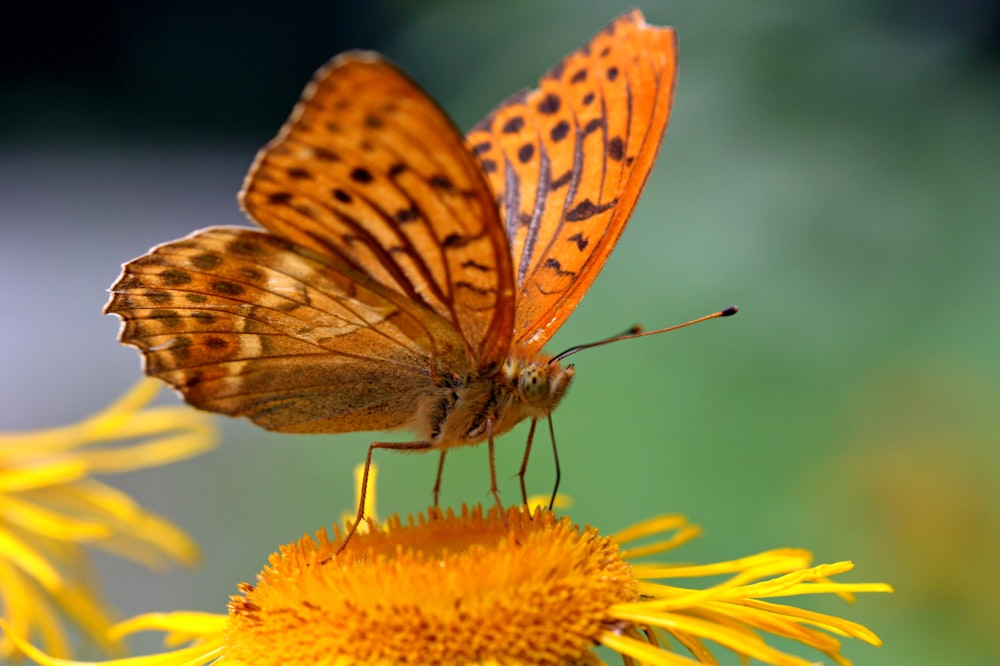 mariposa marrón y blanca sobre flor amarilla