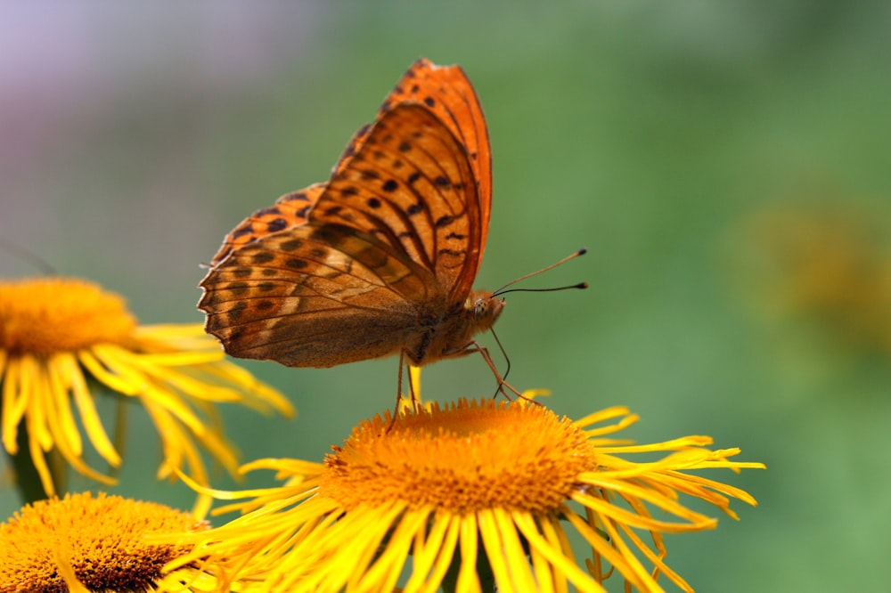 mariposa marrón posada en flor amarilla en fotografía de primer plano durante el día