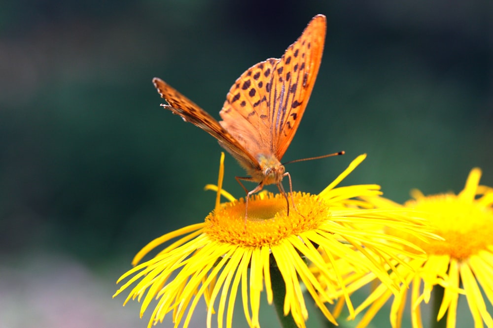 brown and black butterfly on yellow flower