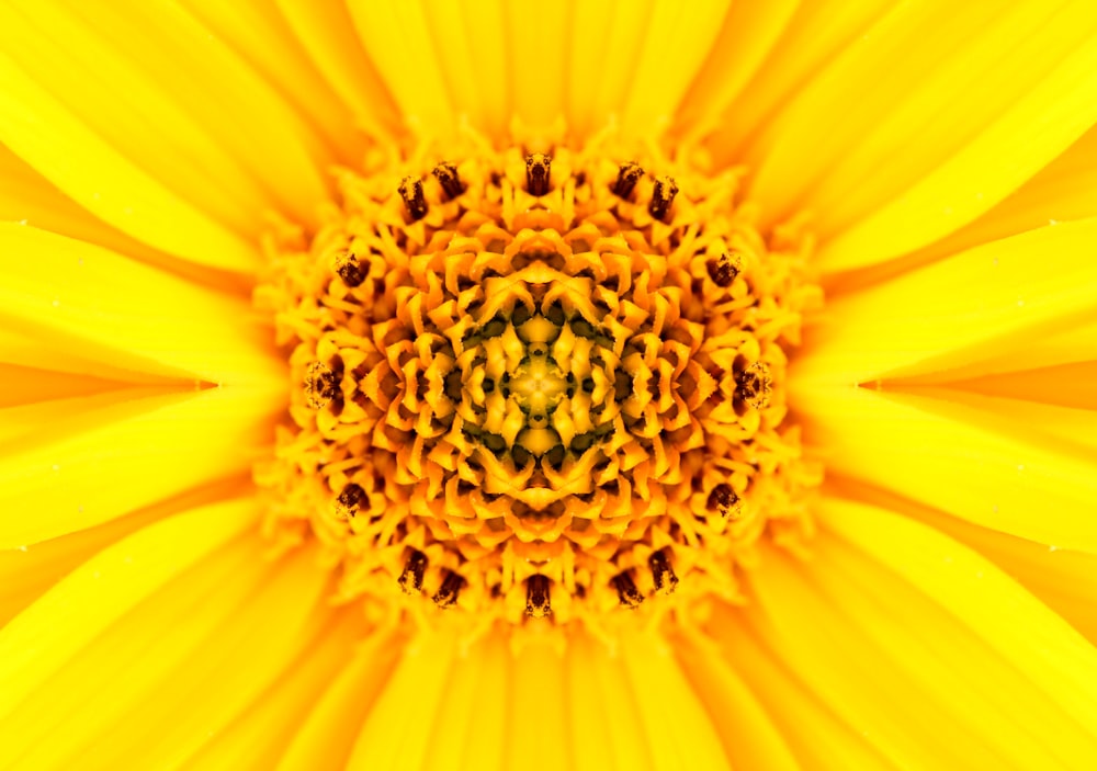マクロレンズの黄色い花