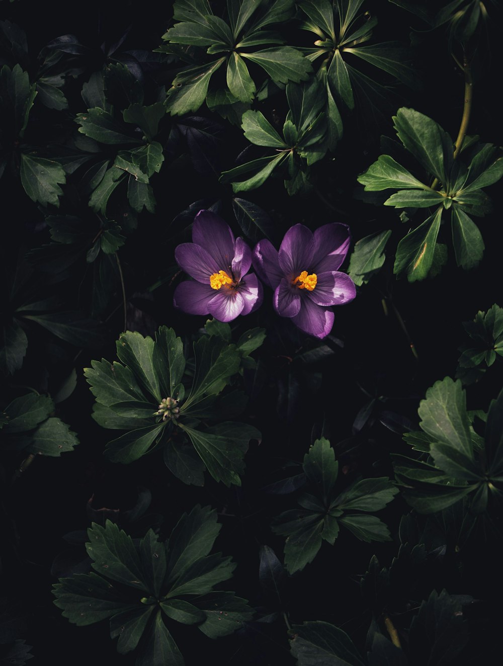 purple flowers with green leaves