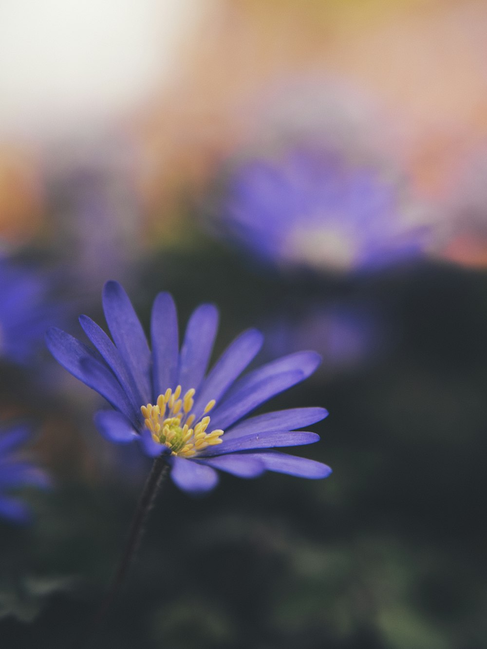 purple flower in tilt shift lens