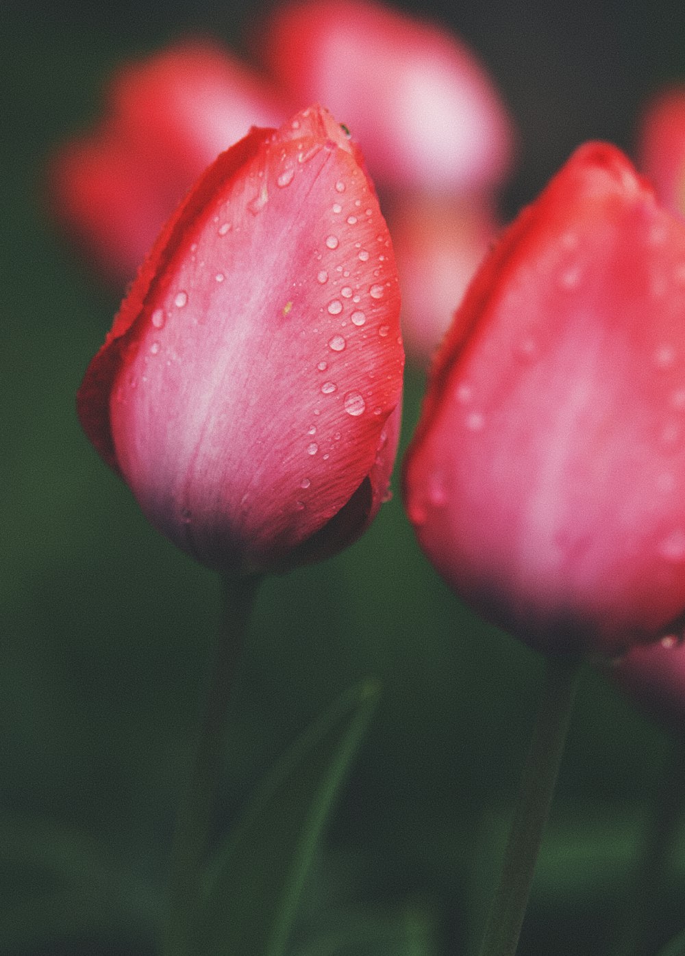 pink tulip with water droplets