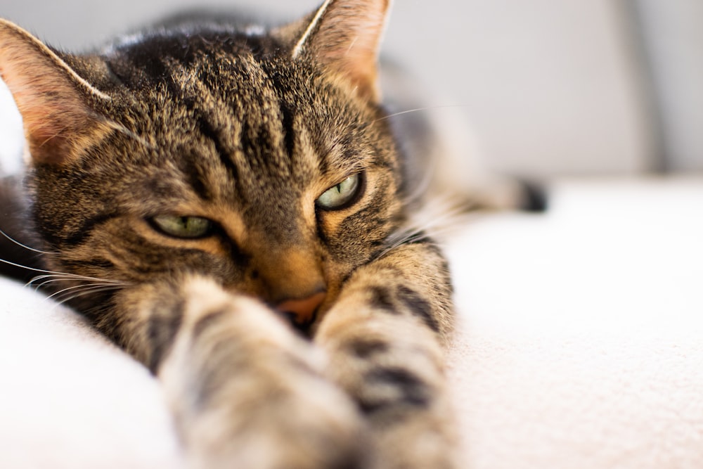 brown tabby cat lying on white textile