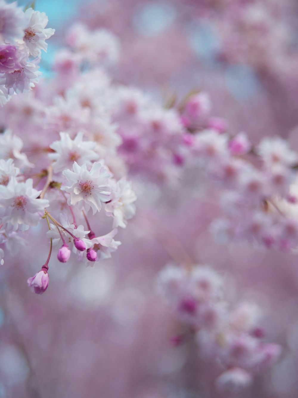 pink and white flowers in tilt shift lens