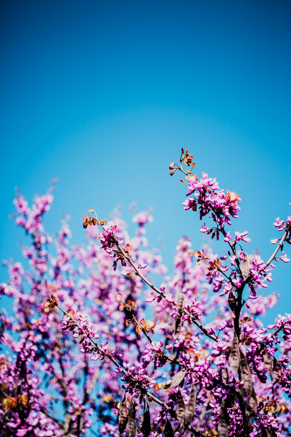 昼間の青空にピンクの花