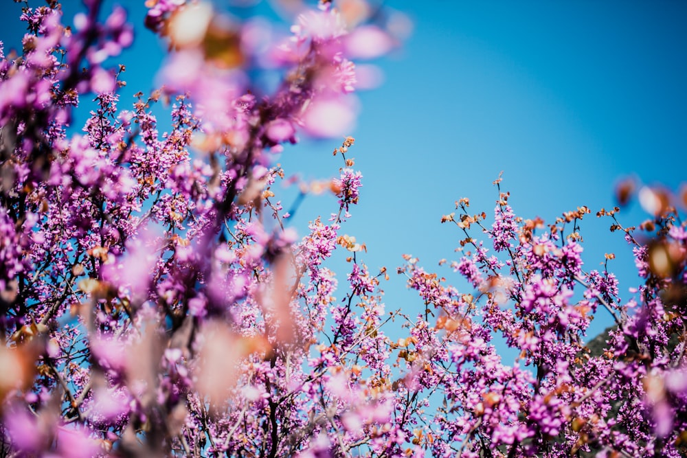 pink and white flowers under blue sky during daytime