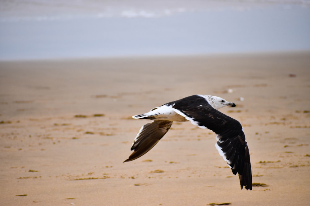 Schwarzschnabelmöwe, die tagsüber über braunen Sand fliegt