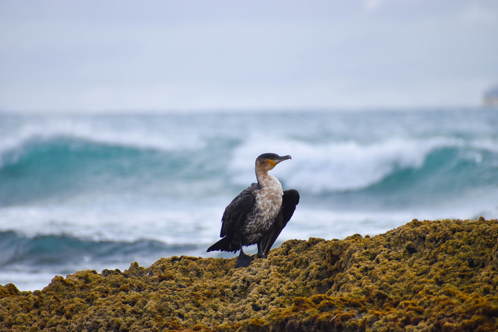 oiseau blanc et noir sur la roche brune près du plan d’eau pendant la journée