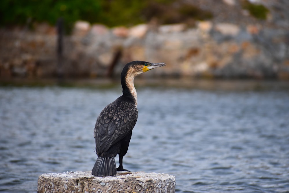 black and brown bird on white rock near body of water during daytime