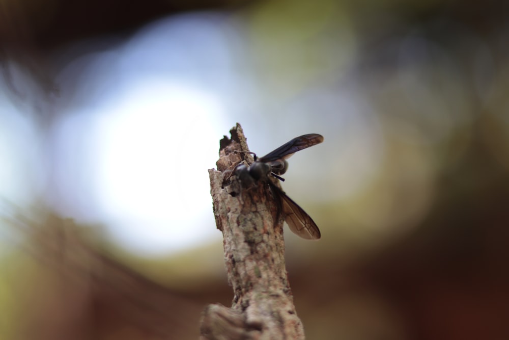 brown and black dragonfly perched on brown tree branch in close up photography during daytime