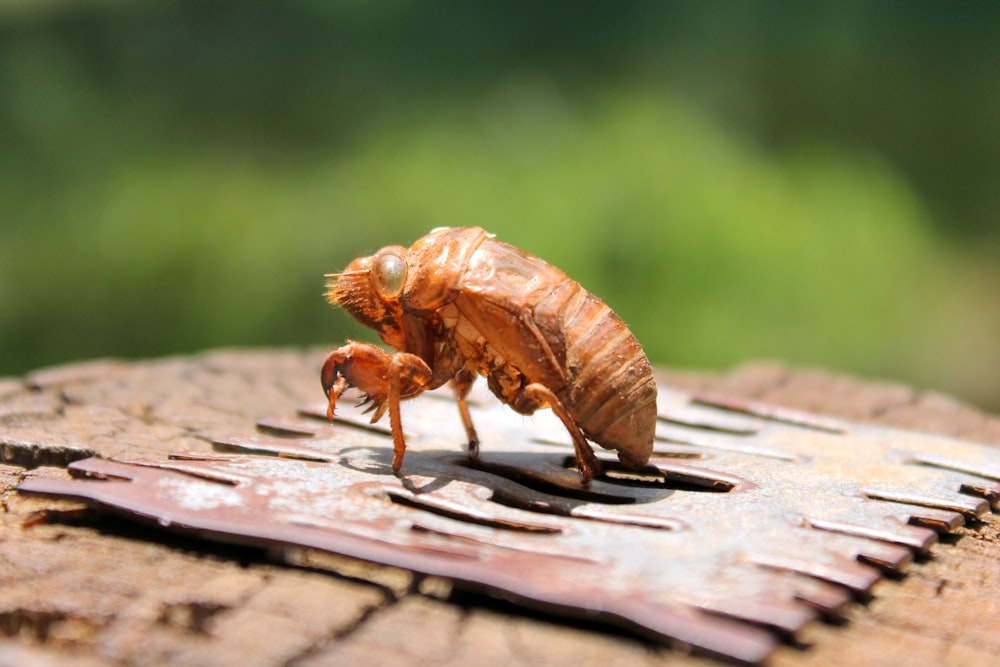 Brauner Käfer auf braunem Holz