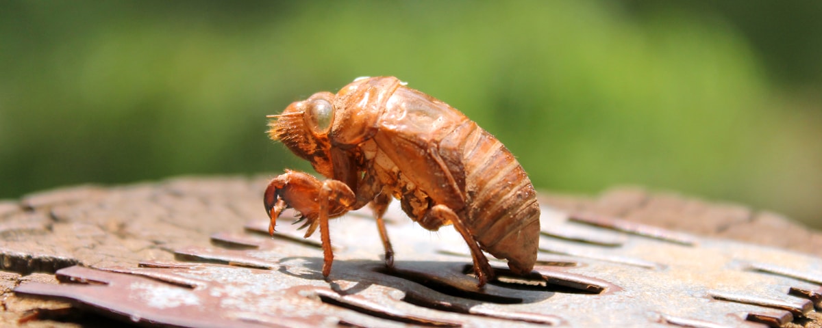 brown beetle on brown wood