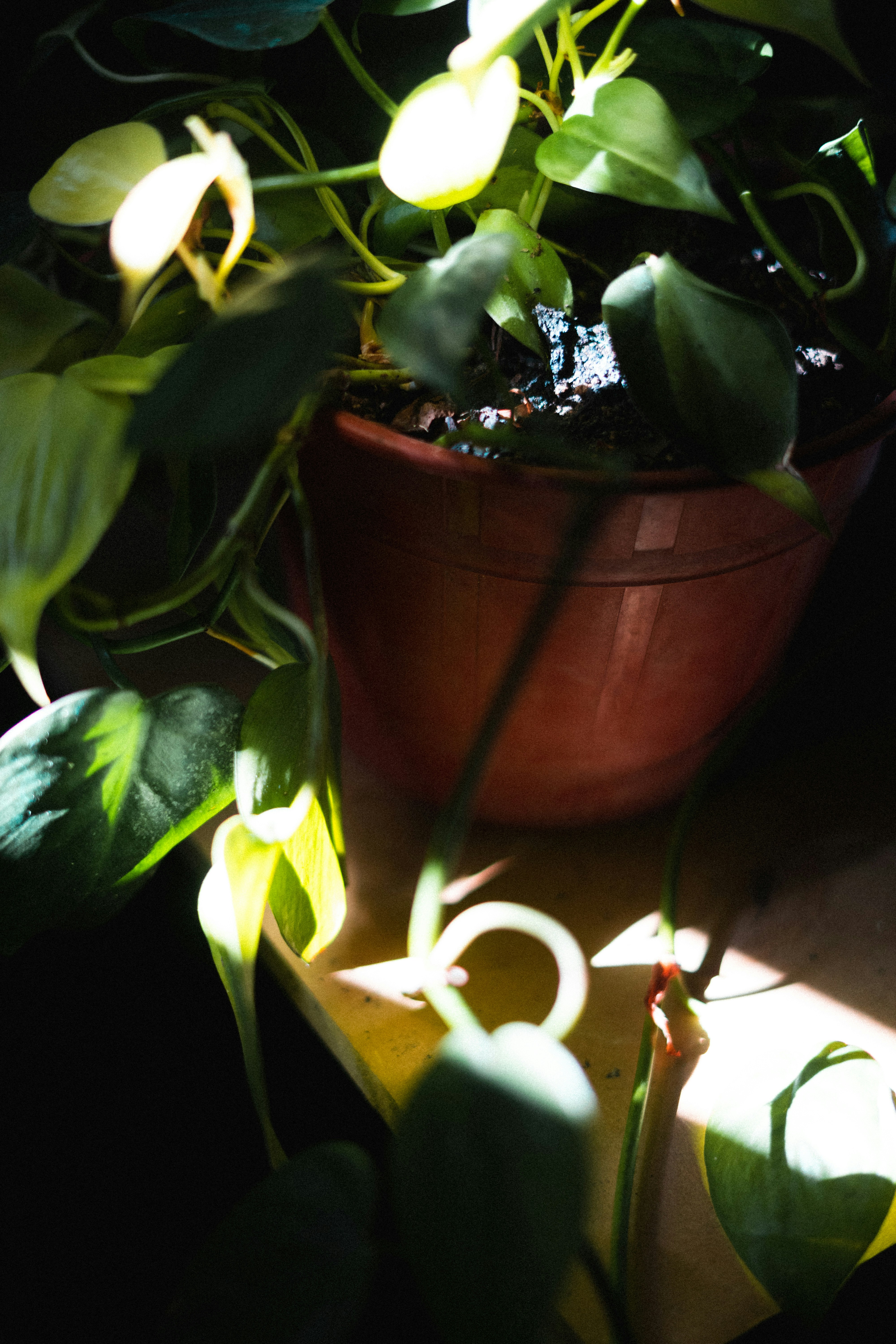 green plant on brown clay pot