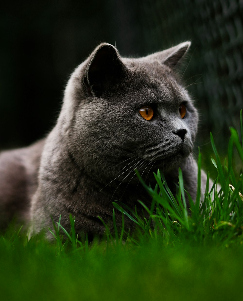 russian blue cat on green grass during daytime