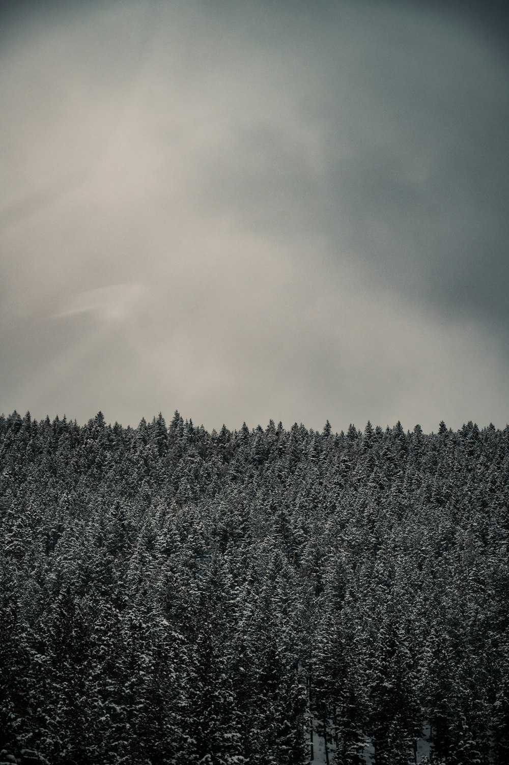 green trees under white clouds