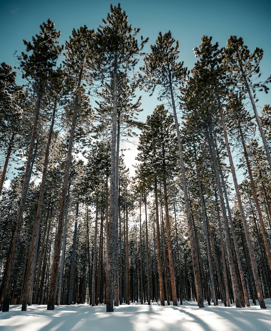 low angle photography of trees during daytime