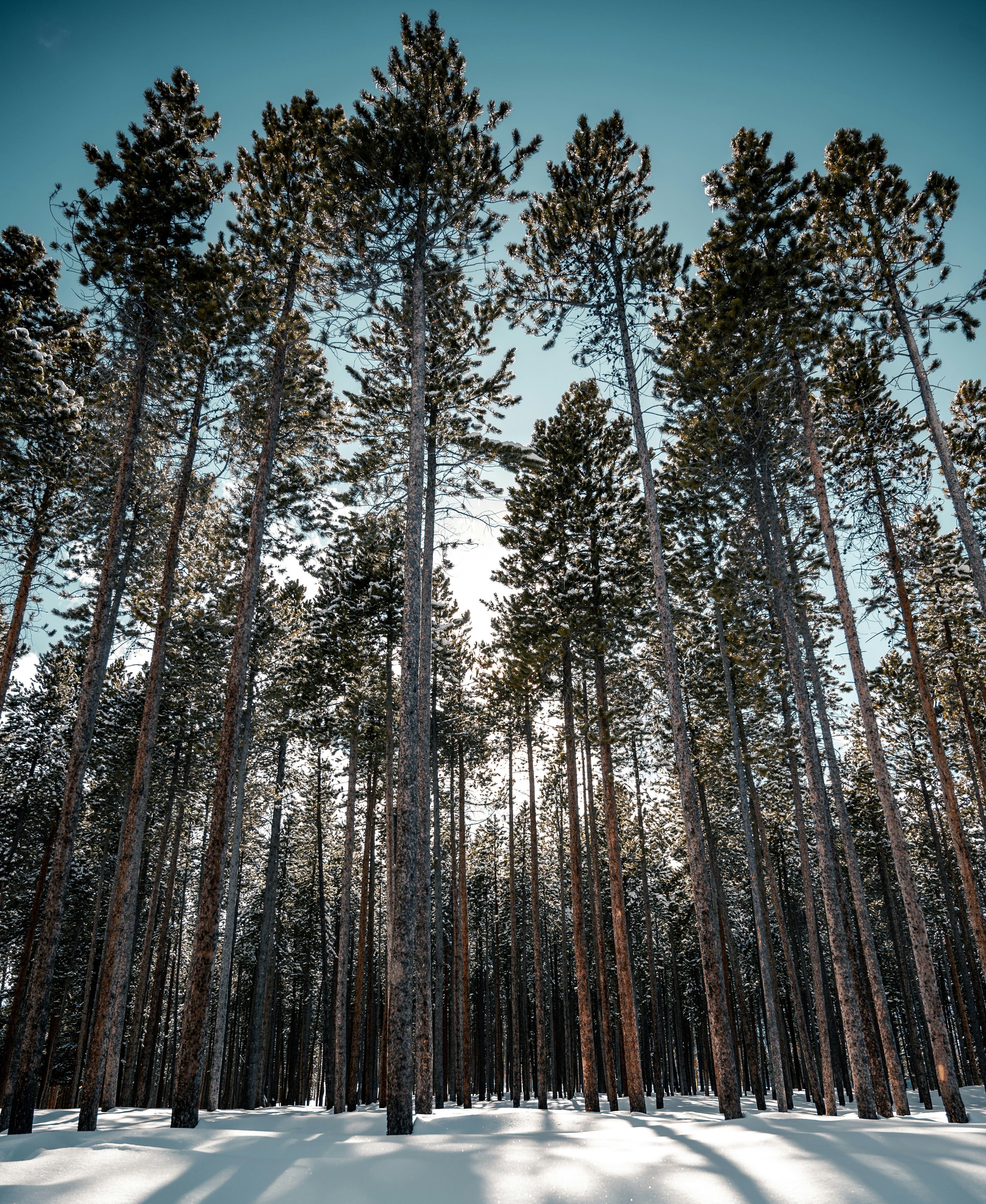 low angle photography of trees during daytime