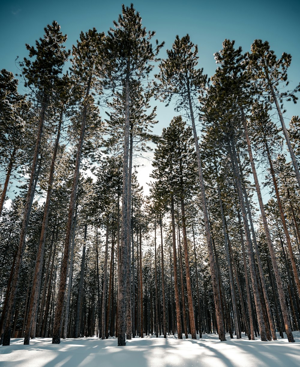 Fotografía de ángulo bajo de árboles durante el día