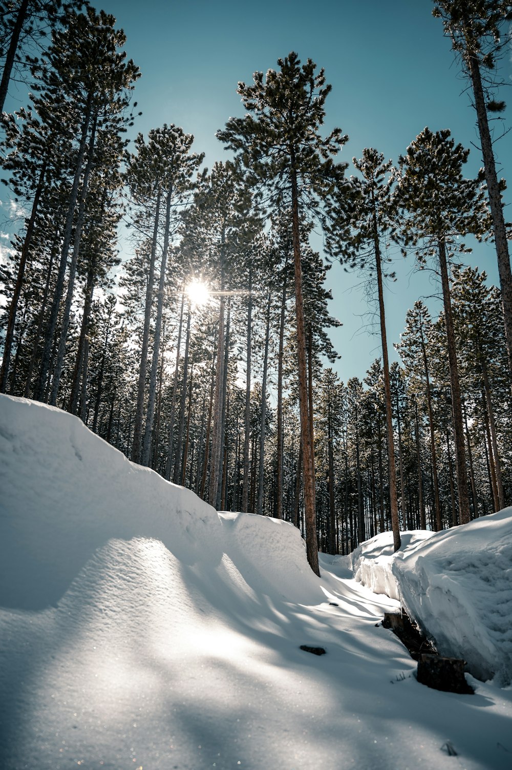 snow covered field and trees during daytime