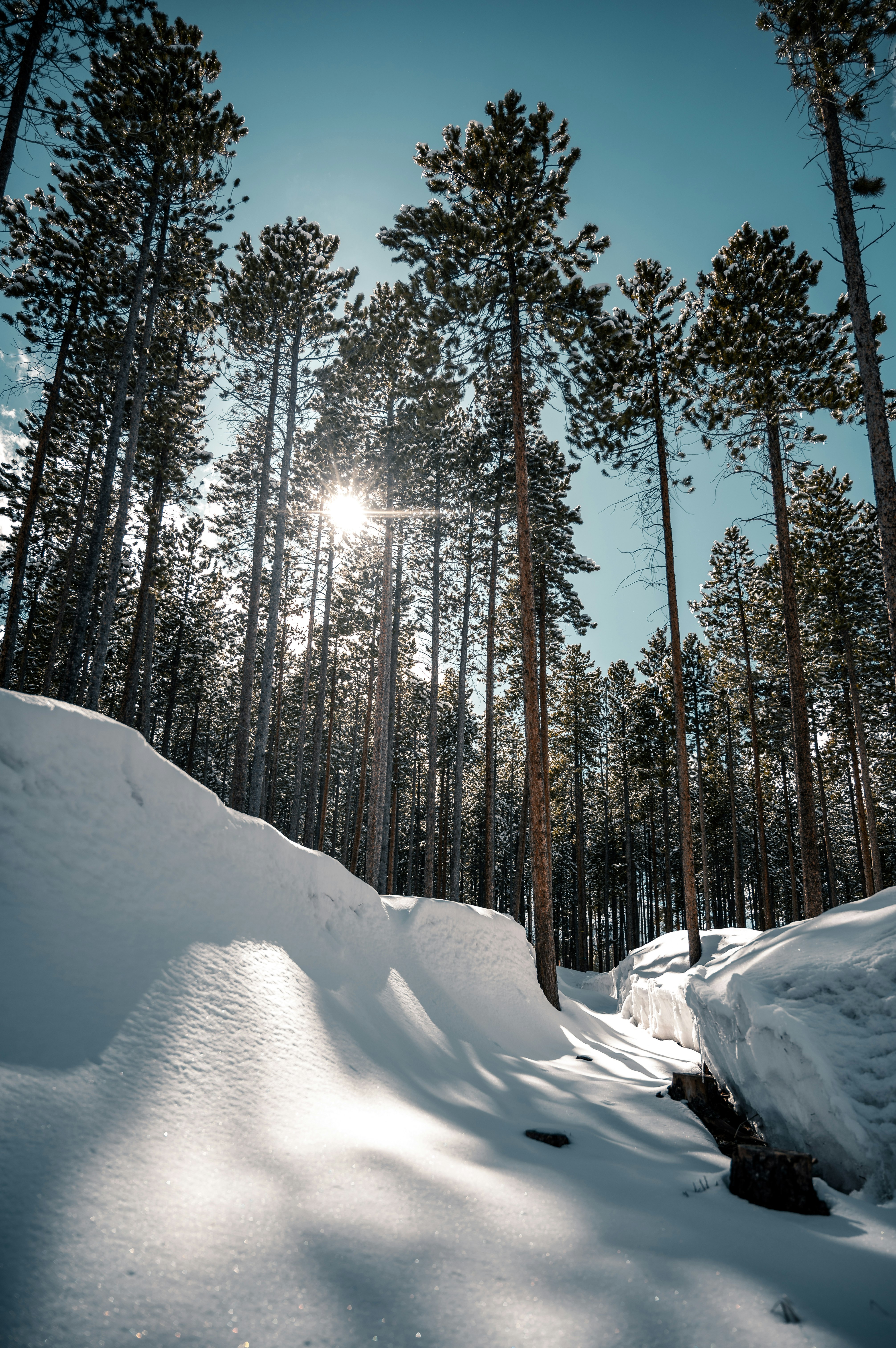 snow covered field and trees during daytime