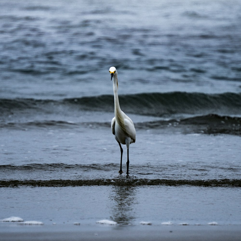 white long beak bird on seashore during daytime