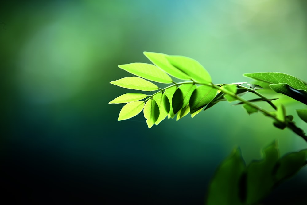 pianta a foglia verde in fotografia ravvicinata