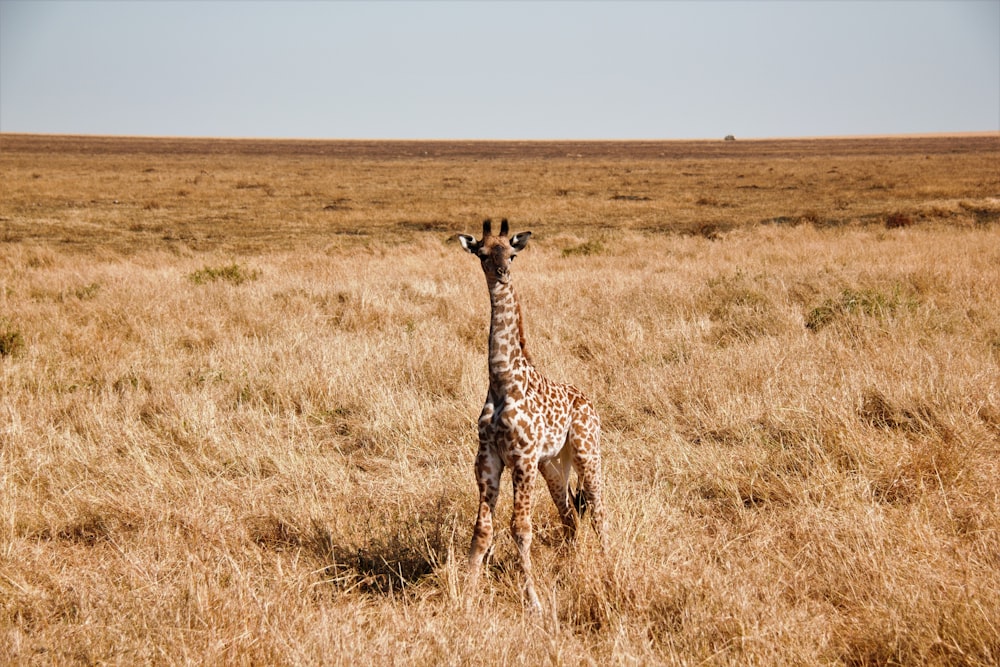 brown giraffe on brown grass field during daytime