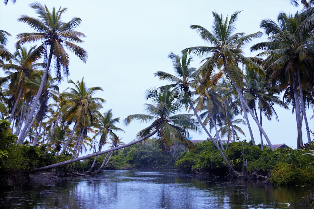 green coconut trees beside body of water during daytime