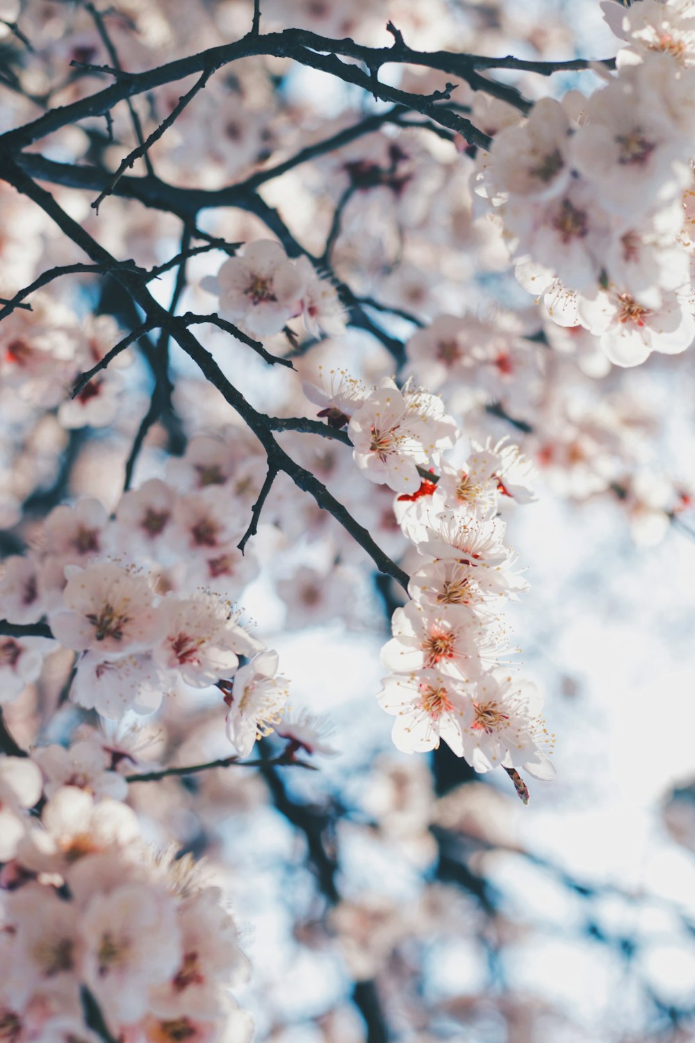 white cherry blossom in close up photography