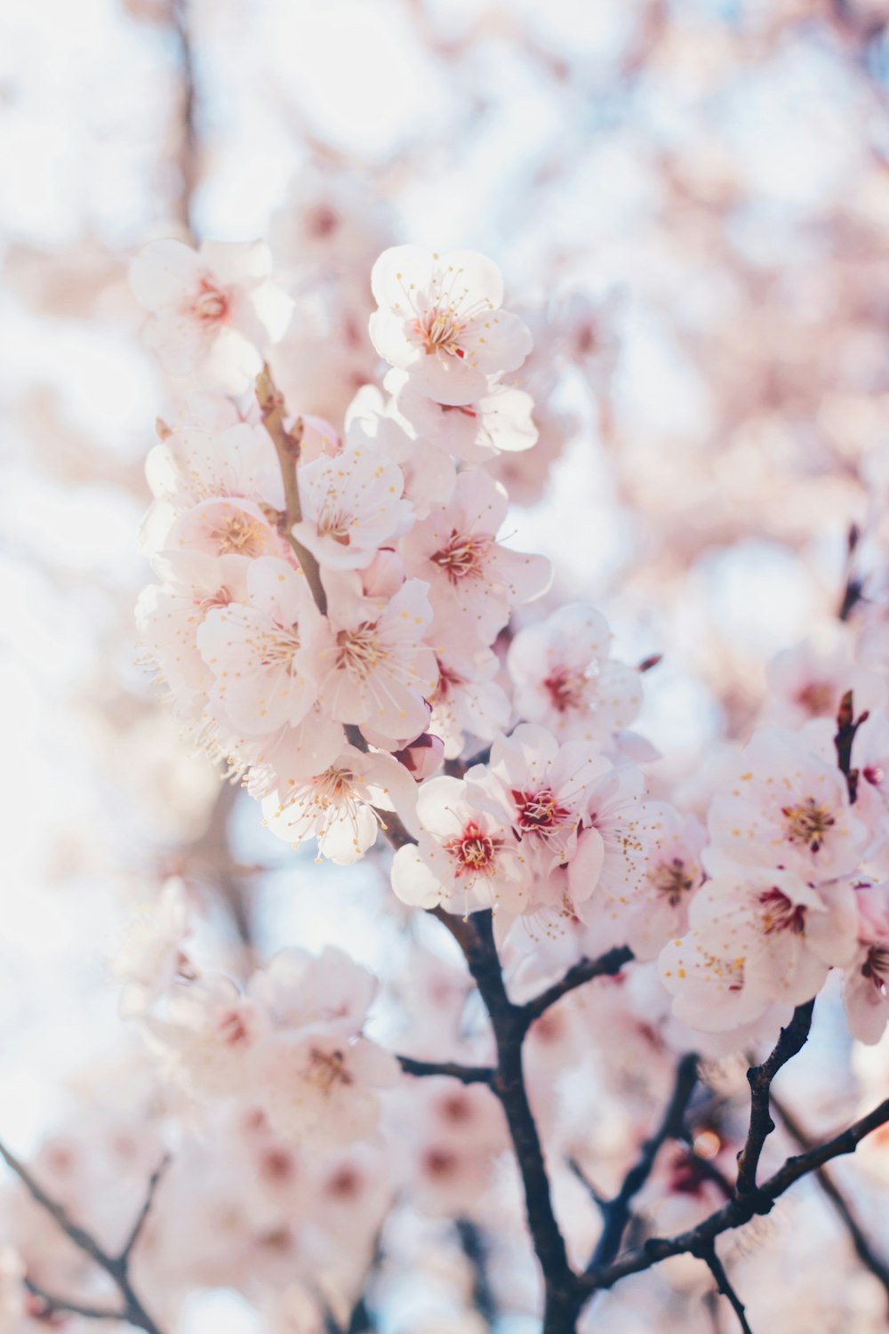 white cherry blossom in close up photography