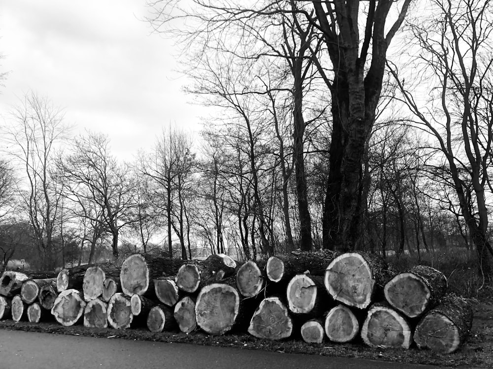 grayscale photo of trees and rocks