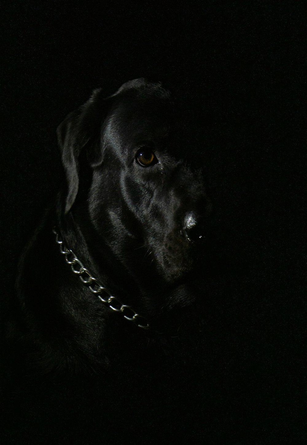 Labrador Retriever negro con collar negro