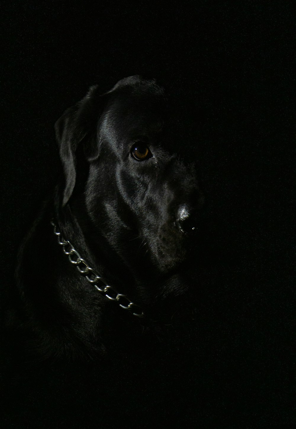 black labrador retriever with black collar