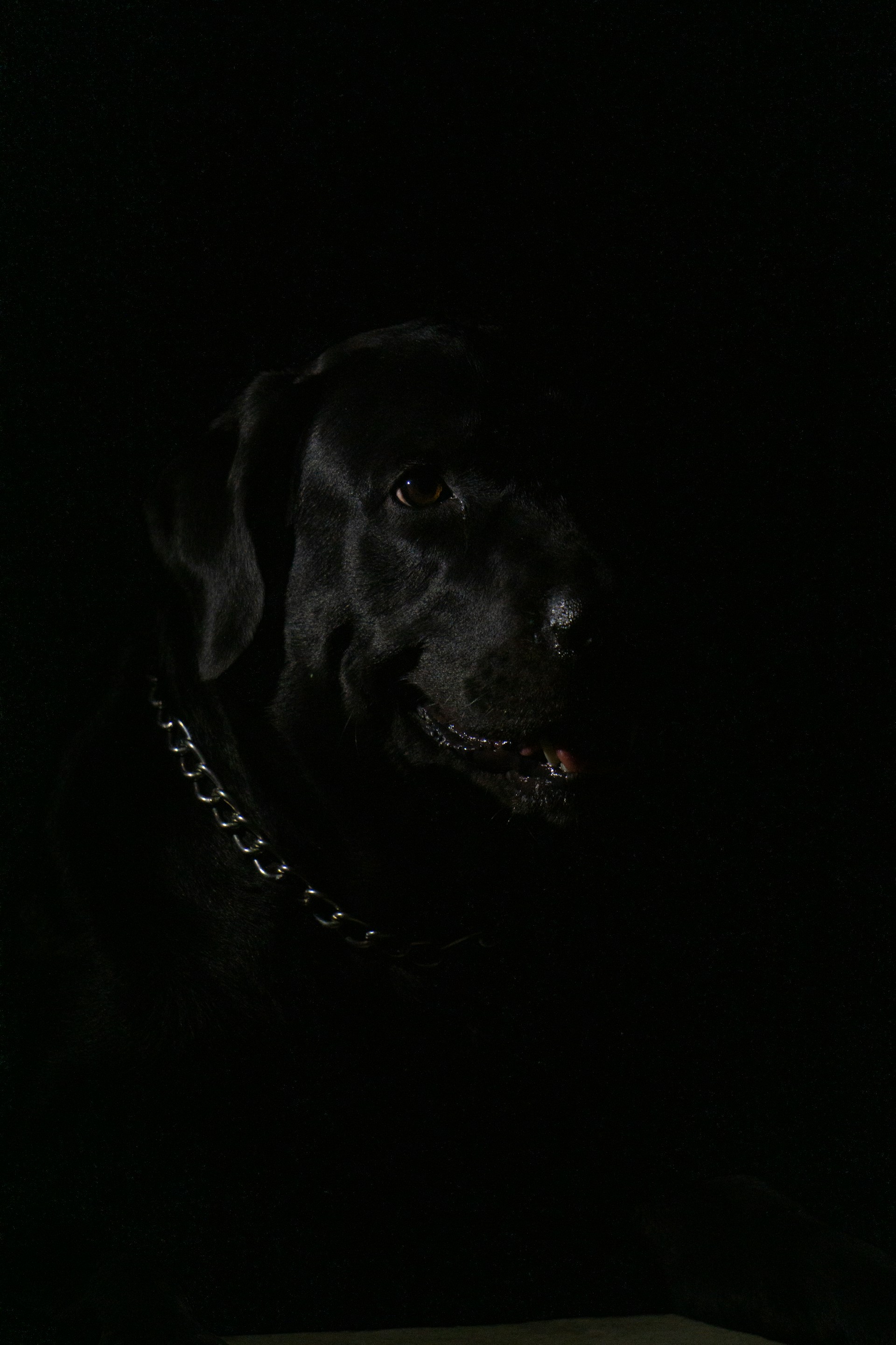 black labrador retriever with black collar