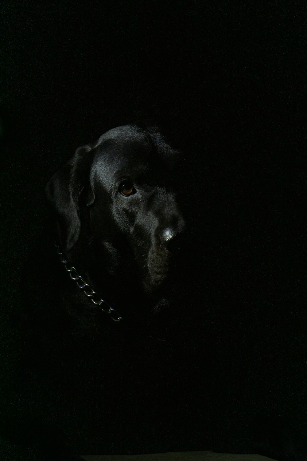 black labrador retriever with black collar