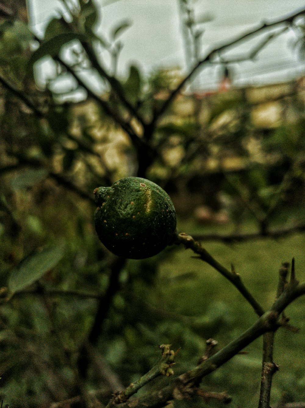 green fruit on brown tree branch during daytime