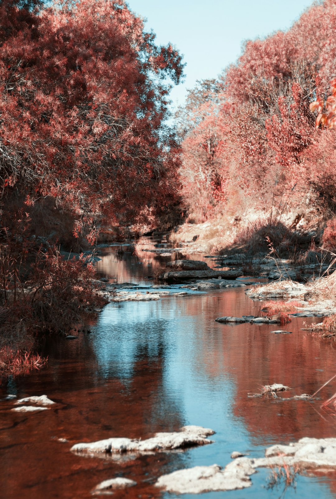 red and brown trees beside river during daytime