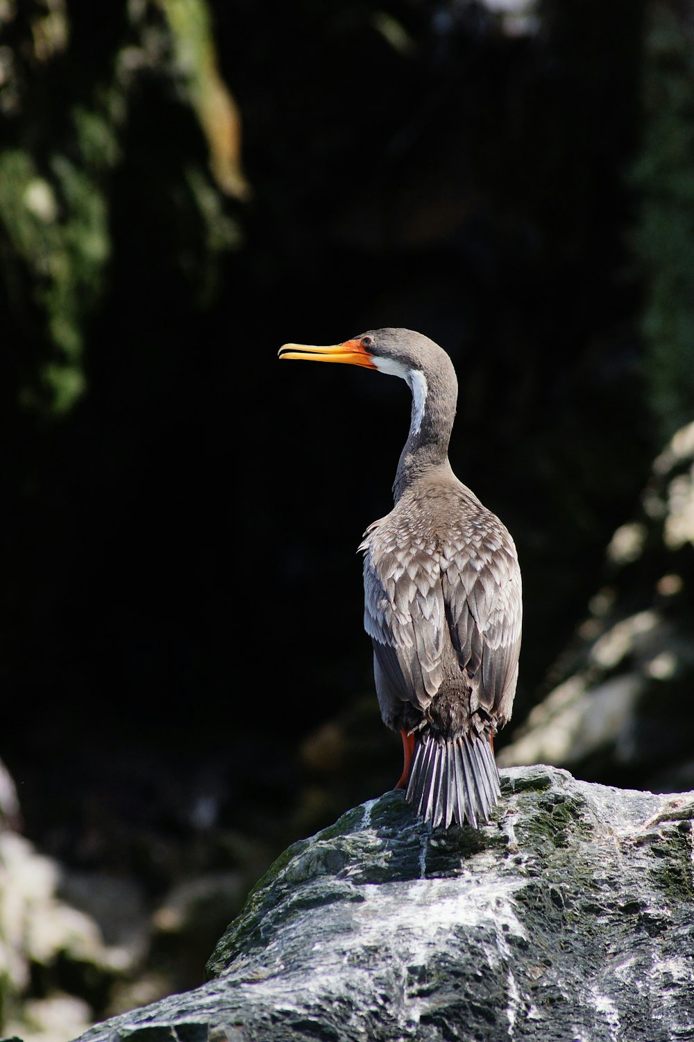 grey and brown bird on grey rock