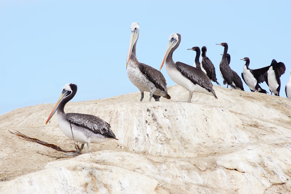 white and black pelican on white rock during daytime