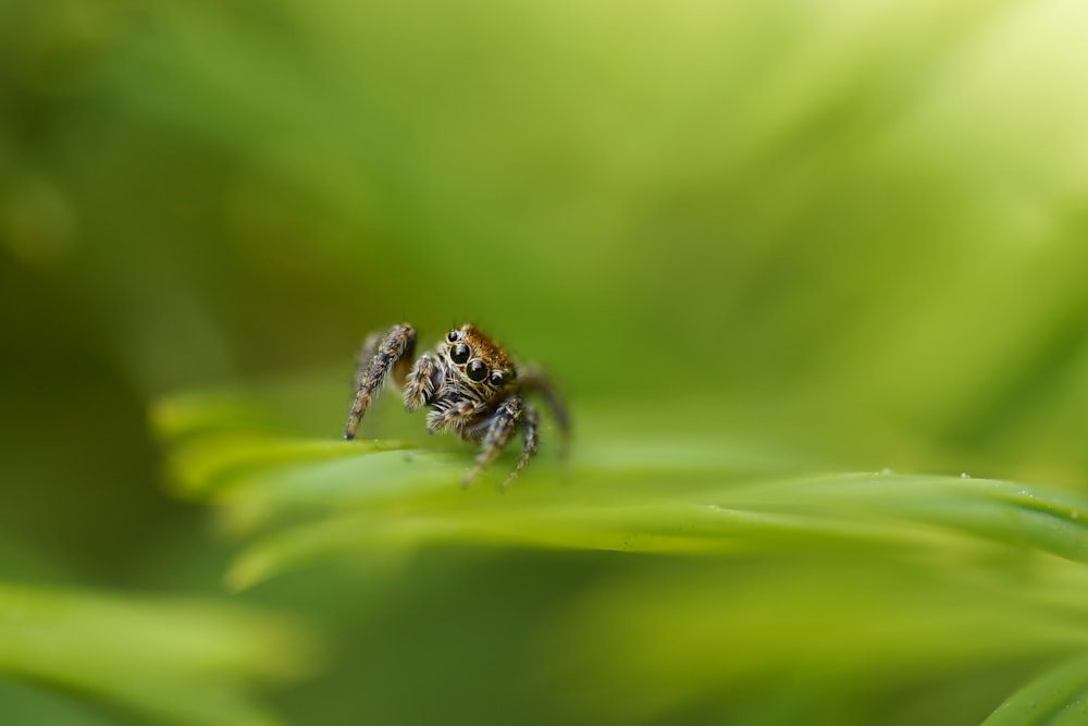 brown spider on green leaf