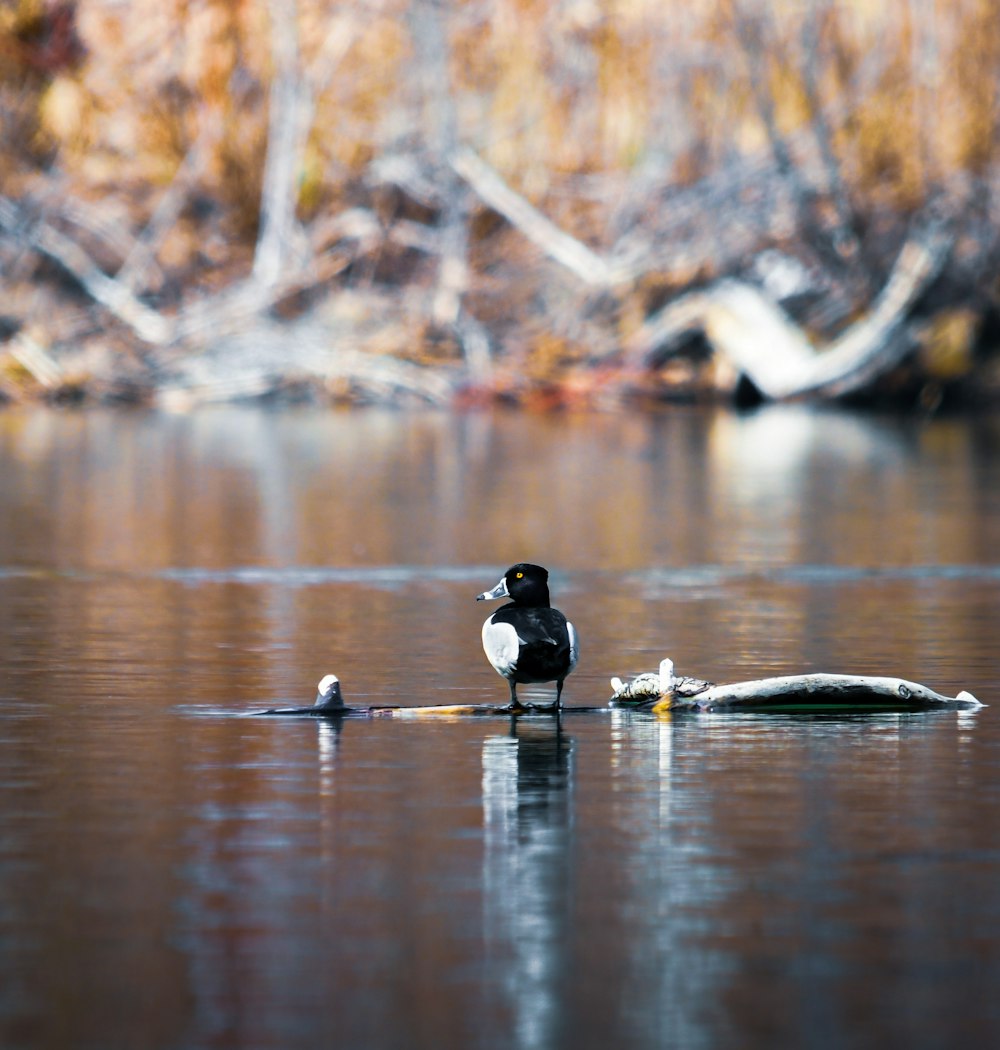 black duck on water during daytime