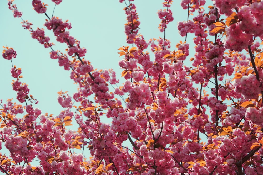 yellow and pink flowers under blue sky during daytime