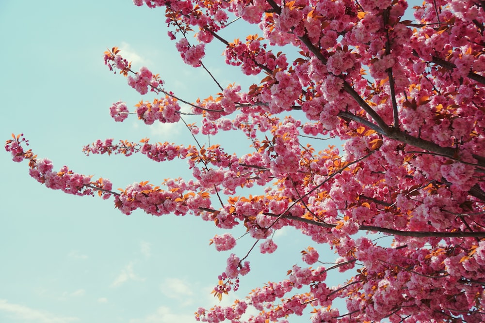 rosa und gelbe Blätter Baum unter blauem Himmel während des Tages