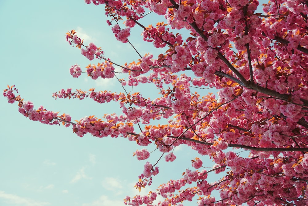 pink and yellow leaves tree under blue sky during daytime