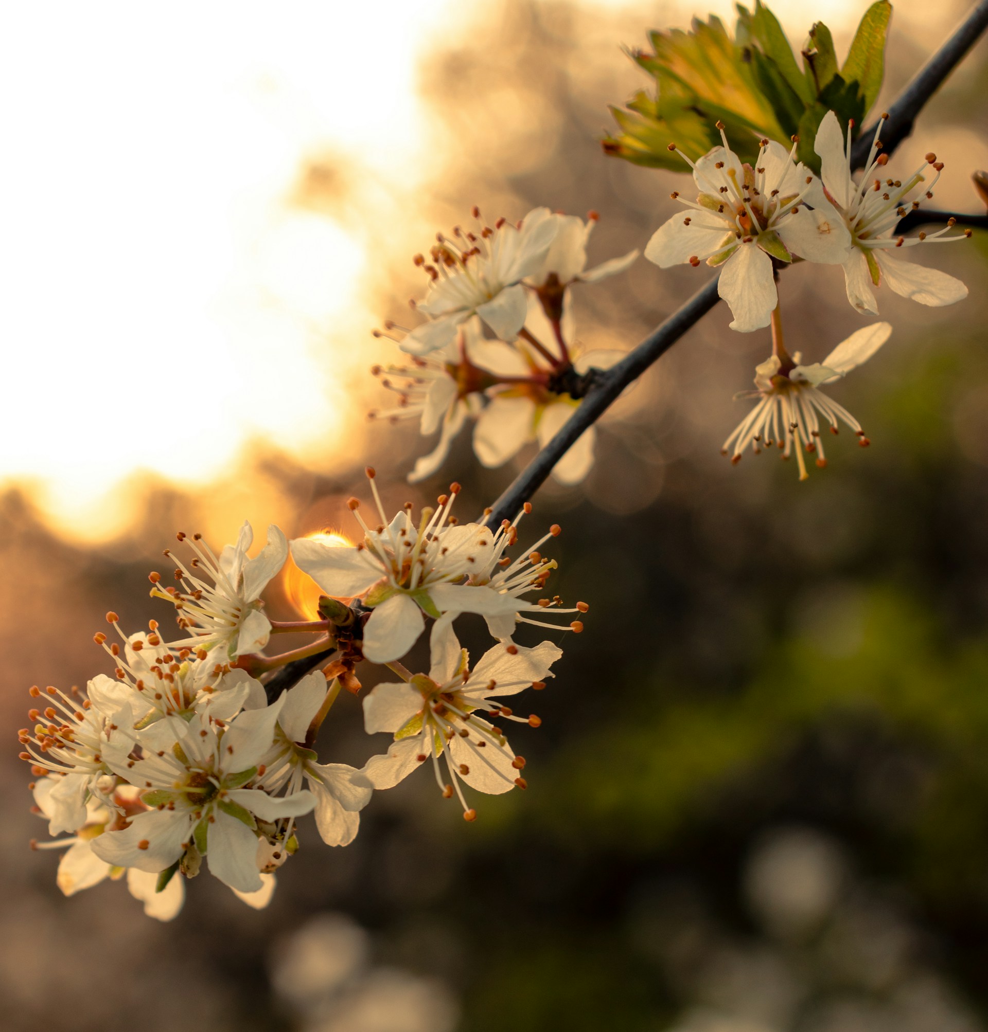 white cherry blossom in bloom during daytime