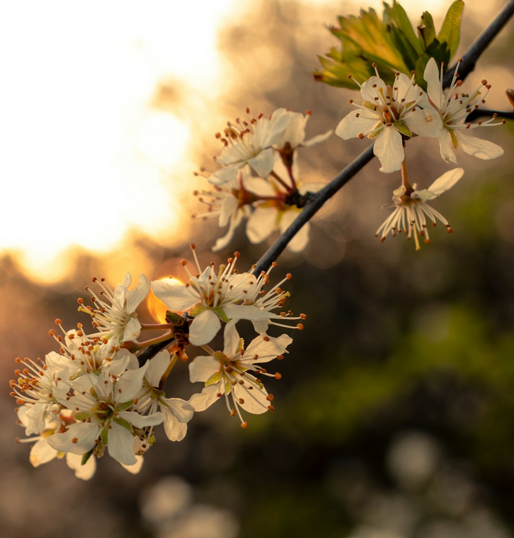 white cherry blossom in bloom during daytime